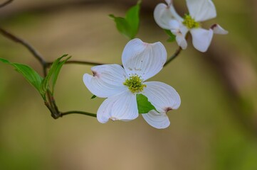 A Dogwood Blossom at Carters Lake, near Chatsworth, Georgia.