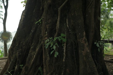 tree in the woods
