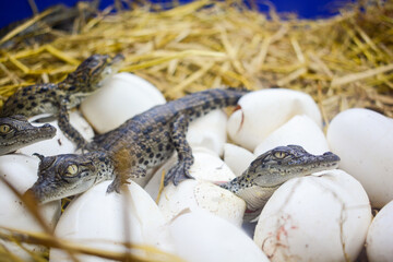 A close-up photograph captures the newly hatched crocodile in a warm and intimate shot, showcasing...