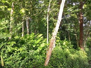 Green Tropical Forest Under Sunny Sky
