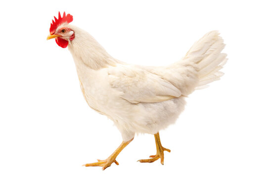 White Hen Poultry Farm Animal Domestic Bird Chicken - Powered by Adobe