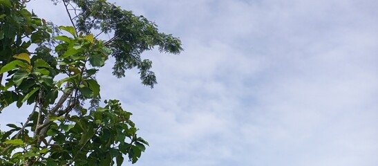 Lush Green Tree Branches Against Cloudy Sky