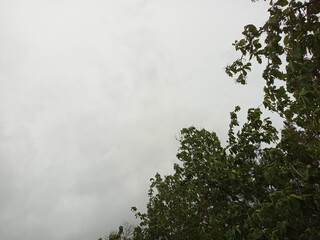 Overcast Sky Above Green Tree Canopy