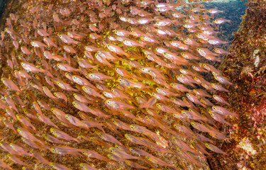 Underwater fish shoal