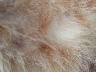 Soft Beige Animal Fur Texture with Blur Effect
