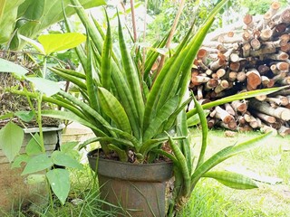 Spiky Sansevieria Plant in Rustic Pot Outdoors