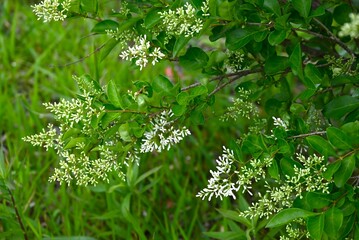 Ligustrum japonicum (Japanese privet) flowers.
Oleaceae evergreen shrub. Small white flowers with four-lobed petals bloom in panicles in early summer.