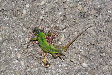 Shocking closeup of a green lizard crushed on the road a true glimpse into wild reptile street encounters
