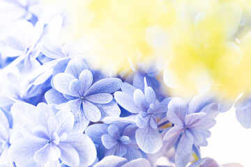 アジサイ,アップ,花,6月