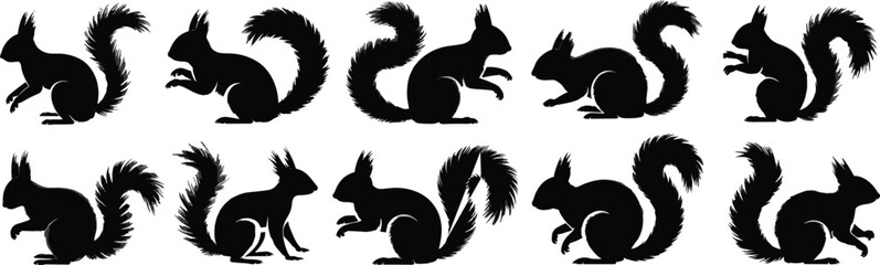 Squirrel silhouette vector set, fluffy tail animal shapes, forest rodent illustration, wildlife sitting pose icons, black squirrel graphic collection

 flat vector illustration