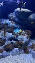 coral reef in the sea aquarium