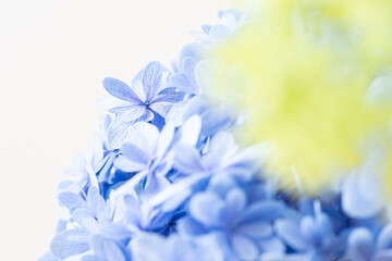 アジサイ,花,6月,イメージ