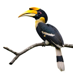 Hornbill isolated on transparent background