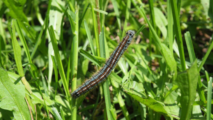 Lackey moth caterpillar crawls on the grass. Malacosoma neustria in the garden. Fruit tree pests