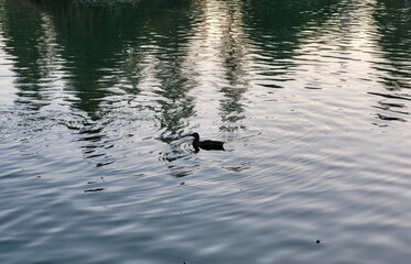 duck on the water
