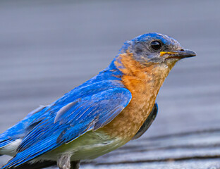 Eastern bluebird