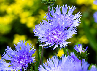 blue and white flowers