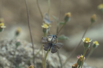 Butterflies mating