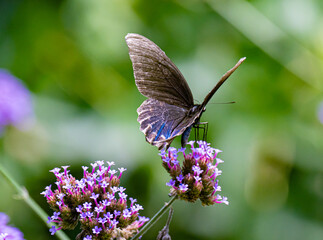 butterfly on flower