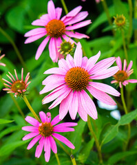pink and white flowers
