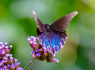 butterfly on flower