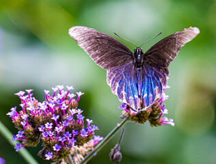 butterfly on a flower
