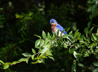 Eastern Bluebird