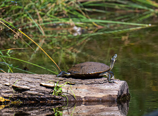 turtle in the pond
