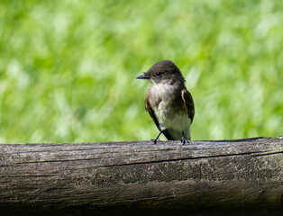 Eastern Phoebe