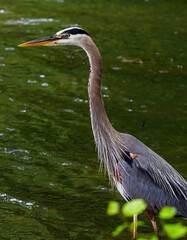 great blue heron