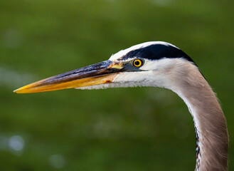great blue heron