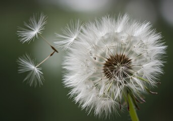 Fototapeta premium Dandelion Wishes: A Breath of Spring's Gentle Flight