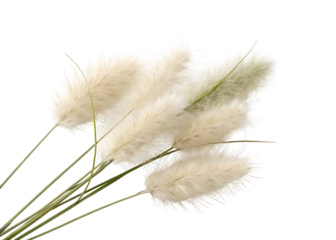 grass with fluffy white seed clipart png image on transparent background