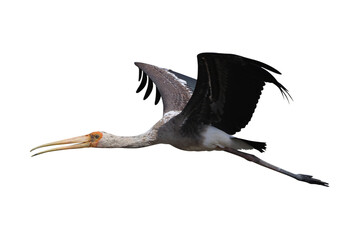 Beautiful flying Painted Stork isolated on transparent background png file	