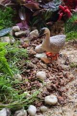 Swan backgrounds capture elegance and serenity, featuring graceful birds in peaceful water or natural settings.