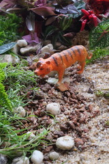 Tiger backgrounds display strength and wild beauty, featuring majestic big cats in powerful natural settings.