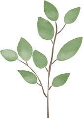 botanical illustration