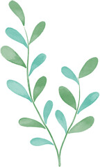 seaweed