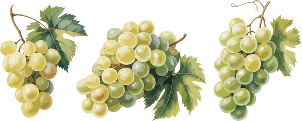 bunch of green grapes Vectors illustrations