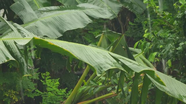 A cinematic view of heavy tropical rain falling over a lush banana plantation. The fresh green banana leaves sway gently under the pouring rain, while the soft gray sky adds a serene and calming