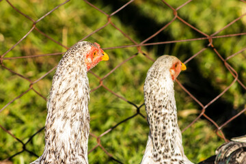Detailed close-up of a speckled gray and white hen, showing its red comb and golden beak. Ideal for illustrating publications on farm animals, biology and ecology. Cage-free chickens in Brazil