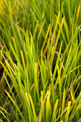 Close-Up of Green Grass Texture with Dry Patches