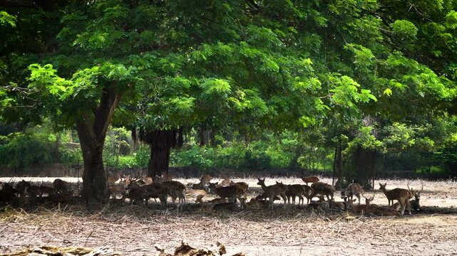 Indian spotted deer resting under a huge tree on a hot summer day 1 wide shot