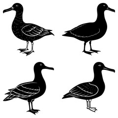 Four stylized albatross birds in black and white standing in various poses on a white background