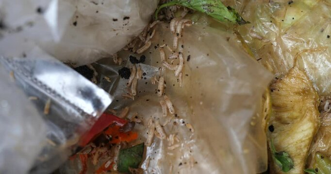Close-up of maggots and garbage, maggots and dirty garbage
