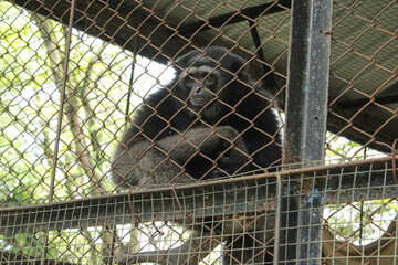Siamang Gibbon Resting in a Cage in Wonogiri, Indonesia