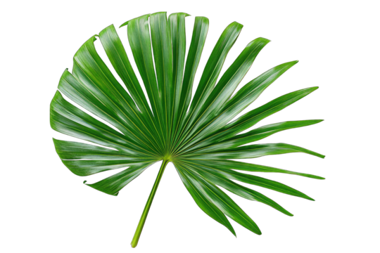 A Single Vibrant Green Palm Leaf With A Fan-like Shape Isolated On A Transparent Background It Is A Lush Tropical Plant With Visible Veins And A Delicate Texture
