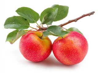 Two red apples with leaves on a branch