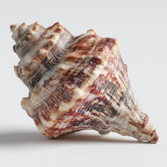 Elegant seashell: an intricately patterned seashell with a swirling apex and textured surface.