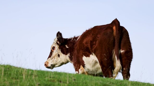 Hereford Cattle Grazing on Kinloch Hillside